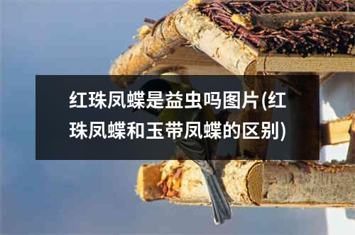 红珠凤蝶是益虫吗图片(红珠凤蝶和玉带凤蝶的区别)