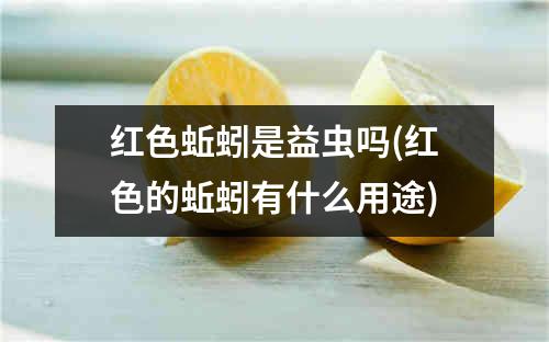 红色蚯蚓是益虫吗(红色的蚯蚓有什么用途)