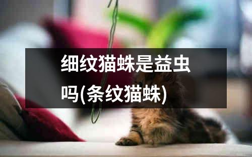 细纹猫蛛是益虫吗(条纹猫蛛)