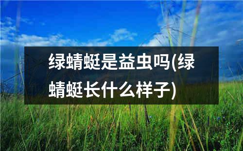 绿蜻蜓是益虫吗(绿蜻蜓长什么样子)