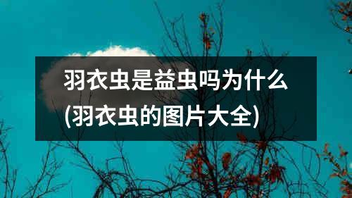 羽衣虫是益虫吗为什么(羽衣虫的图片大全)