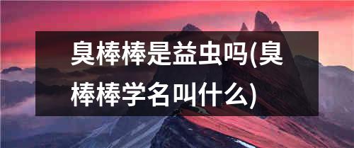 臭棒棒是益虫吗(臭棒棒学名叫什么)