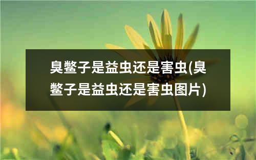 臭鳖子是益虫还是害虫(臭鳖子是益虫还是害虫图片)