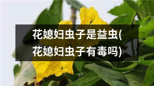 花媳妇虫子是益虫(花媳妇虫子有毒吗)