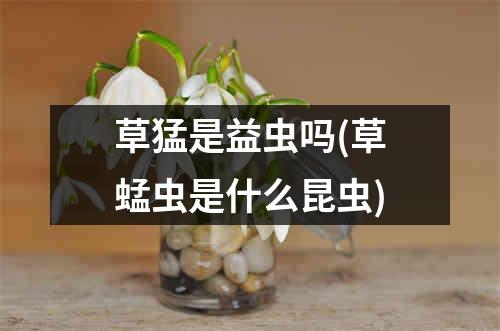 草猛是益虫吗(草蜢虫是什么昆虫)