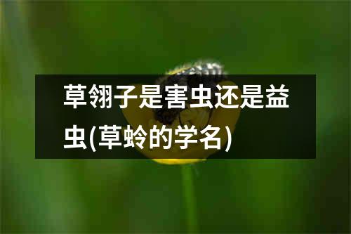 草翎子是害虫还是益虫(草蛉的学名)