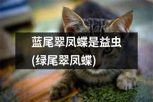 蓝尾翠凤蝶是益虫(绿尾翠凤蝶)