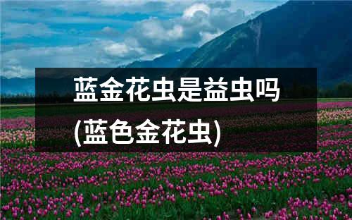 蓝金花虫是益虫吗(蓝色金花虫)