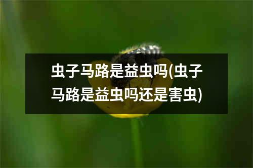 虫子马路是益虫吗(虫子马路是益虫吗还是害虫)