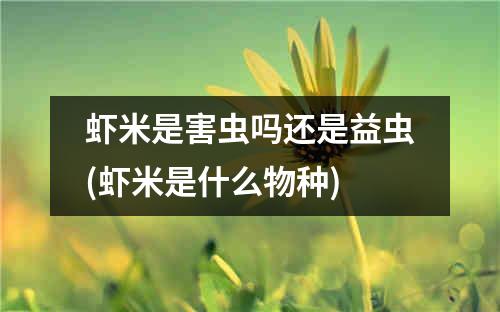 虾米是害虫吗还是益虫(虾米是什么物种)