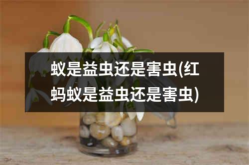 蚁是益虫还是害虫(红蚂蚁是益虫还是害虫)