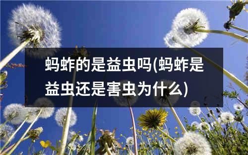 蚂蚱的是益虫吗(蚂蚱是益虫还是害虫为什么)