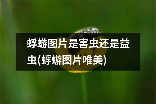 蜉蝣图片是害虫还是益虫(蜉蝣图片唯美)