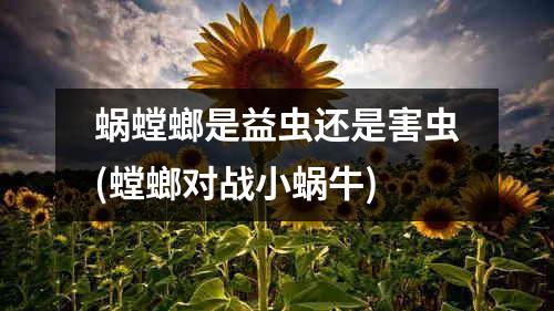 蜗螳螂是益虫还是害虫(螳螂对战小蜗牛)