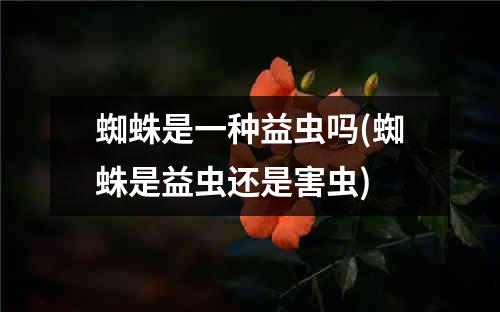 蜘蛛是一种益虫吗(蜘蛛是益虫还是害虫)