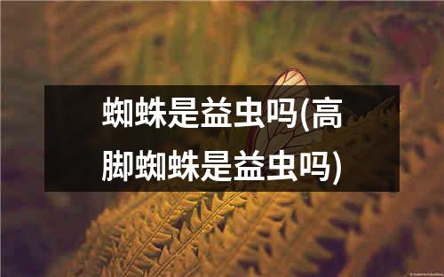 蜘蛛是益虫吗(高脚蜘蛛是益虫吗)