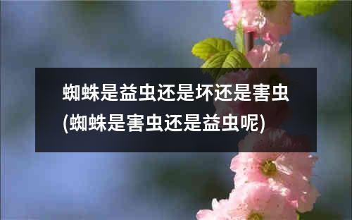 蜘蛛是益虫还是坏还是害虫(蜘蛛是害虫还是益虫呢)