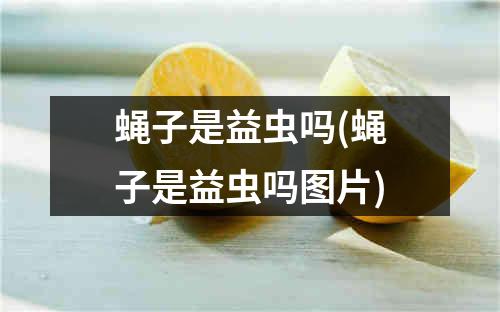 蝇子是益虫吗(蝇子是益虫吗图片)