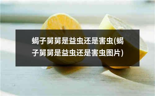 蝎子舅舅是益虫还是害虫(蝎子舅舅是益虫还是害虫图片)