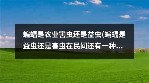 蝙蝠是农业害虫还是益虫(蝙蝠是益虫还是害虫在民间还有一种什么说法)