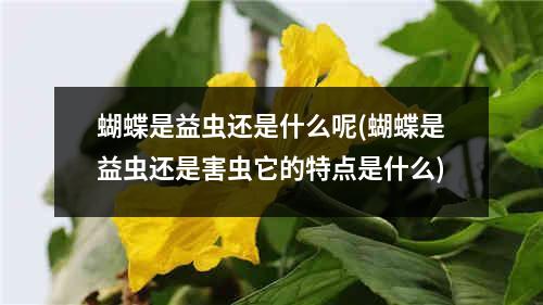 蝴蝶是益虫还是什么呢(蝴蝶是益虫还是害虫它的特点是什么)