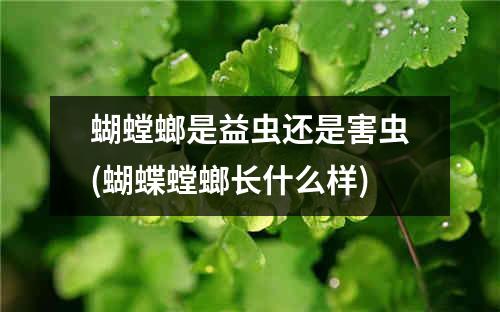 蝴螳螂是益虫还是害虫(蝴蝶螳螂长什么样)