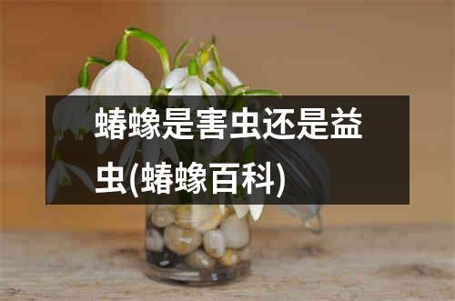 蝽蟓是害虫还是益虫(蝽蟓百科)