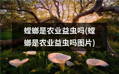 螳螂是农业益虫吗(螳螂是农业益虫吗图片)