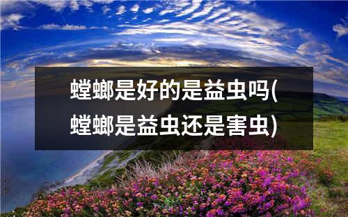 螳螂是好的是益虫吗(螳螂是益虫还是害虫)