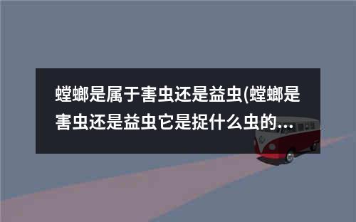 螳螂是属于害虫还是益虫(螳螂是害虫还是益虫它是捉什么虫的)