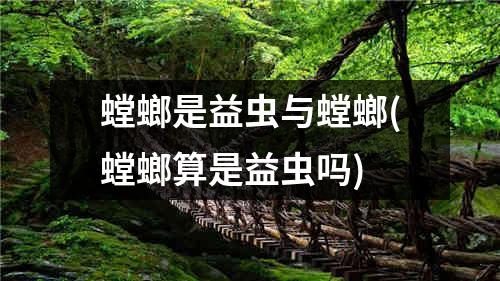 螳螂是益虫与螳螂(螳螂算是益虫吗)