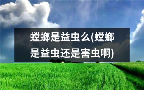 螳螂是益虫么(螳螂是益虫还是害虫啊)