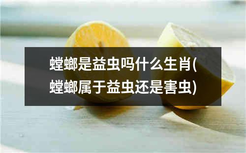 螳螂是益虫吗什么生肖(螳螂属于益虫还是害虫)