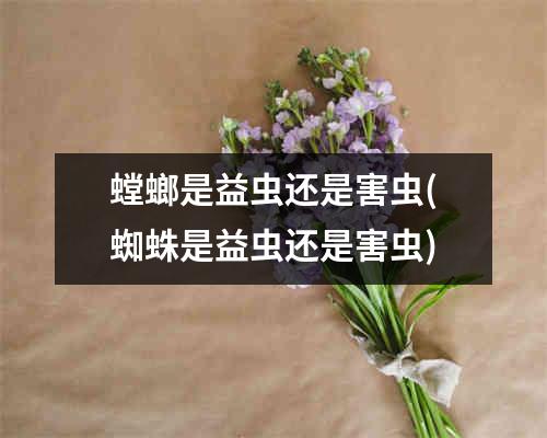 螳螂是益虫还是害虫(蜘蛛是益虫还是害虫)