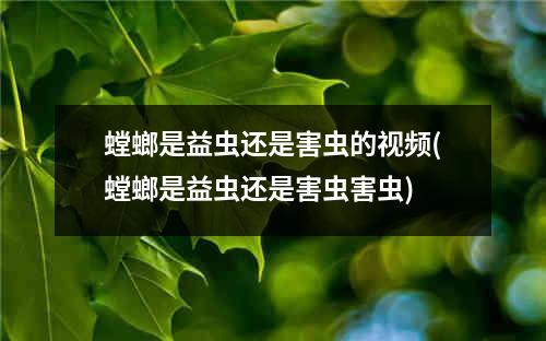 螳螂是益虫还是害虫的视频(螳螂是益虫还是害虫害虫)