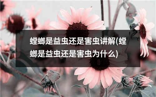 螳螂是益虫还是害虫讲解(螳螂是益虫还是害虫为什么)