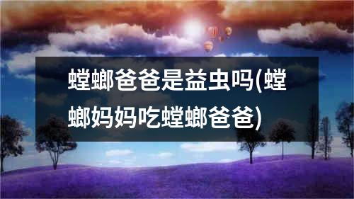 螳螂爸爸是益虫吗(螳螂妈妈吃螳螂爸爸)