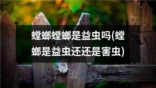 螳螂螳螂是益虫吗(螳螂是益虫还还是害虫)