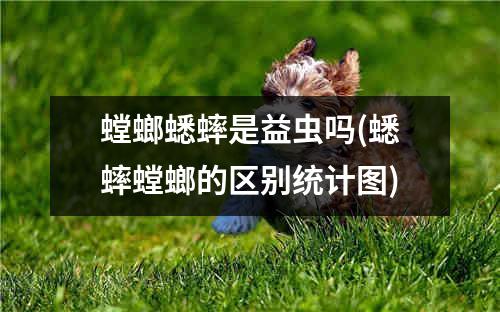 螳螂蟋蟀是益虫吗(蟋蟀螳螂的区别统计图)