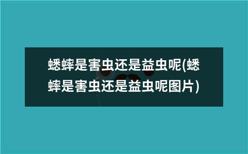 蟋蟀是害虫还是益虫呢(蟋蟀是害虫还是益虫呢图片)