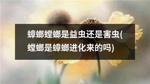 蟑螂螳螂是益虫还是害虫(螳螂是蟑螂进化来的吗)