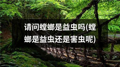 请问螳螂是益虫吗(螳螂是益虫还是害虫呢)