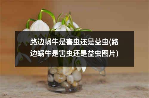 路边蜗牛是害虫还是益虫(路边蜗牛是害虫还是益虫图片)