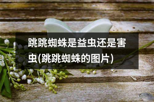 跳跳蜘蛛是益虫还是害虫(跳跳蜘蛛的图片)