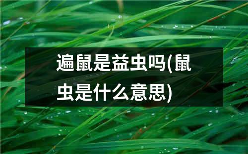 遍鼠是益虫吗(鼠虫是什么意思)