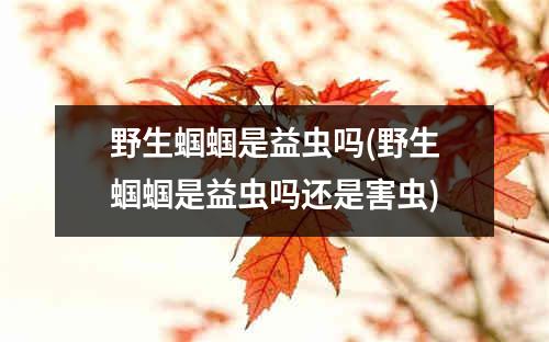 野生蝈蝈是益虫吗(野生蝈蝈是益虫吗还是害虫)