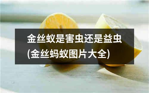 金丝蚁是害虫还是益虫(金丝蚂蚁图片大全)