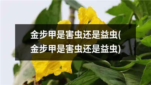 金步甲是害虫还是益虫(金步甲是害虫还是益虫)