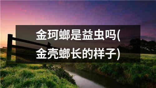 金珂螂是益虫吗(金壳螂长的样子)