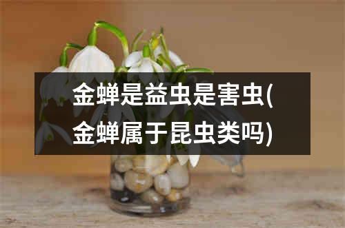 金蝉是益虫是害虫(金蝉属于昆虫类吗)